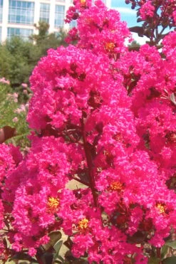 Pink Velour Crape Myrtle Tree - 5 Gallon Pot 9 Pink Velour Crape Myrtle Tree - 5 Gallon Pot -Garden Plant Shop Crape Myrtle Pink Velour 12