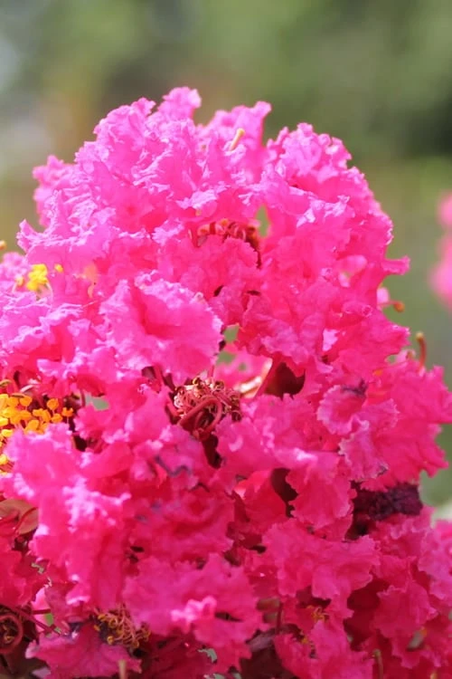 Pink Velour Crape Myrtle Tree - 5 Gallon Pot 4 Pink Velour Crape Myrtle Tree - 5 Gallon Pot - Image 4