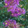 Purple Cow Crape Myrtle - 2 Gallon Pot