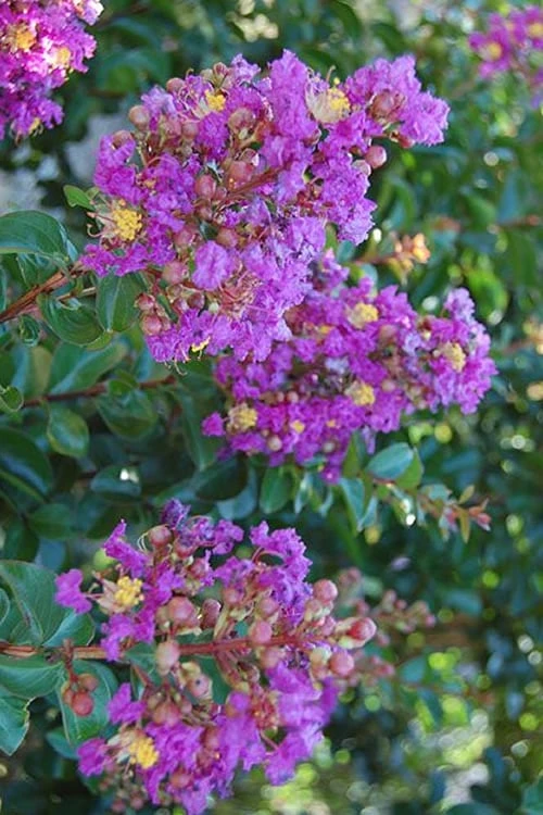 Purple Cow Crape Myrtle - 2 Gallon Pot 1 Purple Cow Crape Myrtle - 2 Gallon Pot