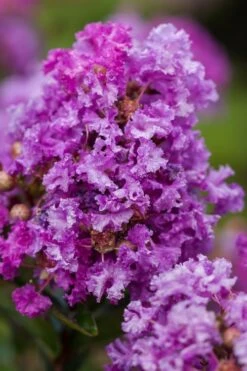 Purple Magic Crape Myrtle Tree (Single Trunk) - 7 Gallon Pot (6-7') 8 Purple Magic Crape Myrtle Tree (Single Trunk) - 7 Gallon Pot (6-7') -Garden Plant Shop Crape Myrtle Purple Magic 20 500x750 1