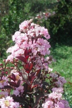 Rhapsody In Pink Crape Myrtle - 5 Gallon Pot -Garden Plant Shop Crape Myrtle Rhapsody In Pink 10