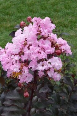 Rhapsody In Pink Crape Myrtle - 5 Gallon Pot -Garden Plant Shop Crape Myrtle Rhapsody In Pink 11