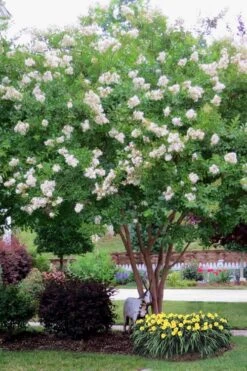Sarah's Favorite Crape Myrtle - 6 Pack Of 1 Gallon Pots -Garden Plant Shop Crape Myrtle Sarahs Favorite 8