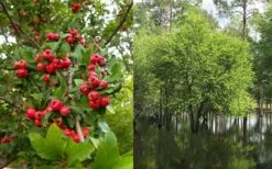 Mayhaw Tree (Crataegus Astivalis) - 5 Gallon Pot -Garden Plant Shop Crataegus aestivalis eastern mayhaw tree 4