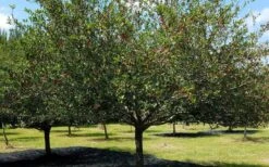 Mayhaw Tree (Crataegus Astivalis) - 5 Gallon Pot -Garden Plant Shop Crataegus aestivalis eastern mayhaw tree 5