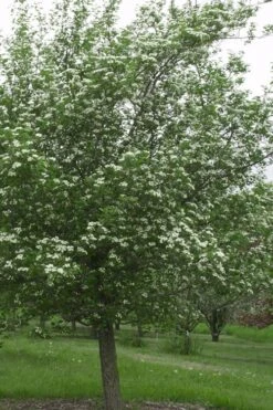 Mayhaw Tree (Crataegus Astivalis) - 5 Gallon Pot -Garden Plant Shop Crataegus aestivalis eastern mayhaw tree 9