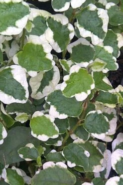 Variegated Creeping Fig - Ficus Pumila 'Variegata' - 5 Pack Of Pint Pots -Garden Plant Shop Creeping Fig Variegated Ficus Pumila Rev 500x750 2
