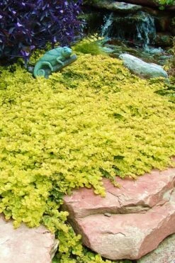 Golden Creeping Jenny - Lysimachia Nummularia Aurea - 6 Pack Of Pint Pots -Garden Plant Shop Creeping Jenny 20 3