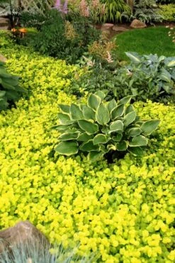 Golden Creeping Jenny - Lysimachia Nummularia Aurea - 18 Pack Of Pint Pots -Garden Plant Shop Creeping Jenny 21 1