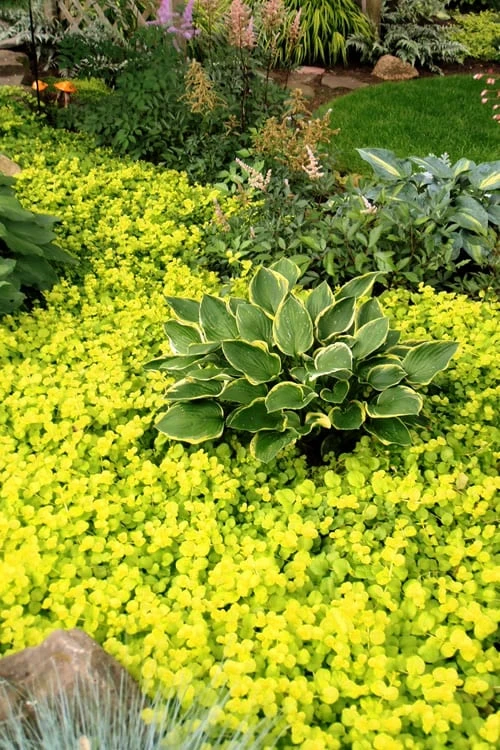 Golden Creeping Jenny - Lysimachia Nummularia Aurea - 5 Pack Of Pint Pots 3 Golden Creeping Jenny - Lysimachia Nummularia Aurea - 5 Pack Of Pint Pots - Image 3