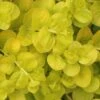 Golden Creeping Jenny - Lysimachia Nummularia Aurea - 6 Pack Of Pint Pots