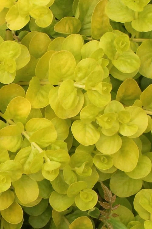 Golden Creeping Jenny - Lysimachia Nummularia Aurea - 10 Pack Of Pint Pots 1 Golden Creeping Jenny - Lysimachia Nummularia Aurea - 10 Pack Of Pint Pots