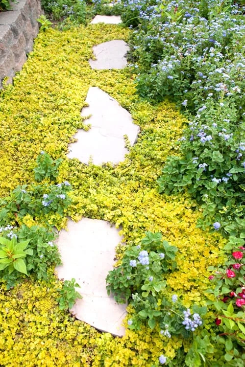 Golden Creeping Jenny - Lysimachia Nummularia Aurea - 5 Pack Of Pint Pots 4 Golden Creeping Jenny - Lysimachia Nummularia Aurea - 5 Pack Of Pint Pots - Image 4
