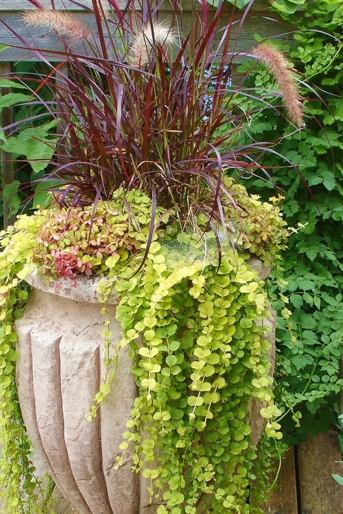 Golden Creeping Jenny - Lysimachia Nummularia Aurea - 5 Pack Of Pint Pots 5 Golden Creeping Jenny - Lysimachia Nummularia Aurea - 5 Pack Of Pint Pots - Image 5