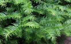 Creeping Japanese Plum Yew (Cephalotaxus Harringtonia 'Prostrata') - 7 Gallon Pot -Garden Plant Shop Creeping japanese Plum Yew 1 5