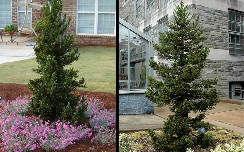Black Dragon Cryptomeria - Japanese Cedar - 5 Gallon Pot 4 Black Dragon Cryptomeria - Japanese Cedar - 5 Gallon Pot - Image 4