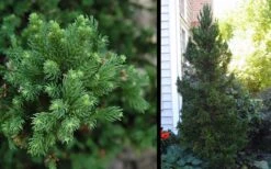 Black Dragon Cryptomeria - Japanese Cedar - 2 Gallon Pot 9 Black Dragon Cryptomeria - Japanese Cedar - 2 Gallon Pot -Garden Plant Shop Cryptomeria Black Dragon 2 2