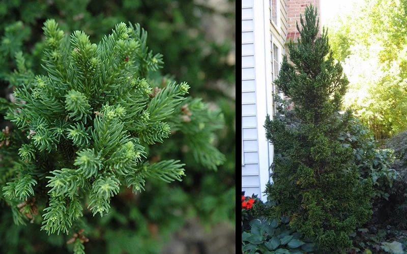 Black Dragon Cryptomeria - Japanese Cedar - 1 Gallon Pot 5 Black Dragon Cryptomeria - Japanese Cedar - 1 Gallon Pot - Image 5