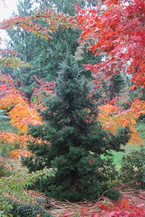 Black Dragon Cryptomeria - Japanese Cedar - 2 Gallon Pot 1 Black Dragon Cryptomeria - Japanese Cedar - 2 Gallon Pot