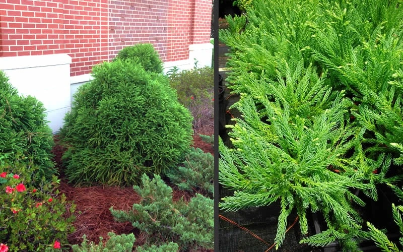 Chapel View Cryptomeria - Japanese Cedar - 3 Gallon Pot 5 Chapel View Cryptomeria - Japanese Cedar - 3 Gallon Pot - Image 5
