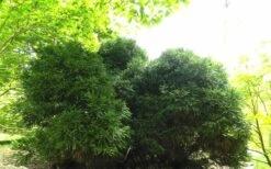 Chapel View Cryptomeria - Japanese Cedar - 3 Gallon Pot 8 Chapel View Cryptomeria - Japanese Cedar - 3 Gallon Pot -Garden Plant Shop Cryptomeria Chapel View 5