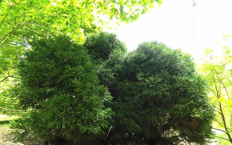 Chapel View Cryptomeria - Japanese Cedar - 3 Gallon Pot 4 Chapel View Cryptomeria - Japanese Cedar - 3 Gallon Pot - Image 4