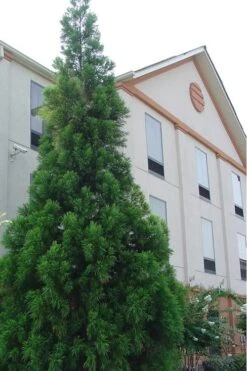 Radicans Cryptomeria (Japanese Cedar) - 1 Gallon Pot 13 Radicans Cryptomeria (Japanese Cedar) - 1 Gallon Pot -Garden Plant Shop Cryptomeria Radicans 1 500x750 2