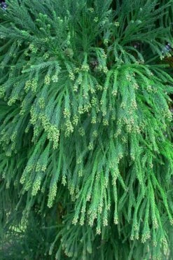 Radicans Cryptomeria (Japanese Cedar) - 1 Gallon Pot 14 Radicans Cryptomeria (Japanese Cedar) - 1 Gallon Pot -Garden Plant Shop Cryptomeria Radicans Foliage 500x750 2