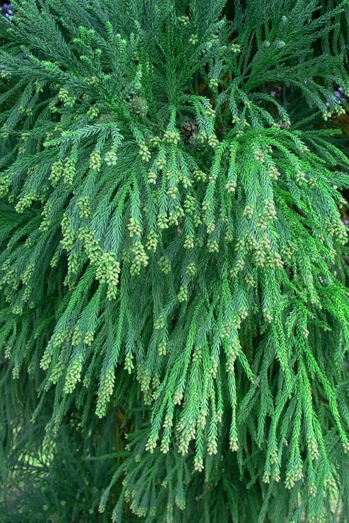 Radicans Cryptomeria (Japanese Cedar) - 1 Gallon Pot 7 Radicans Cryptomeria (Japanese Cedar) - 1 Gallon Pot - Image 7