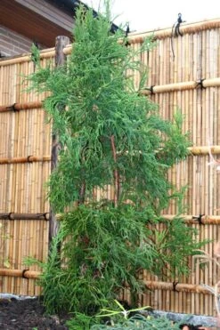 Rasen Sugi Cryptomeria Japanese Cedar - 2 Gallon Pot 13 Rasen Sugi Cryptomeria Japanese Cedar - 2 Gallon Pot -Garden Plant Shop Cryptomeria Rasen Sugi 1 1