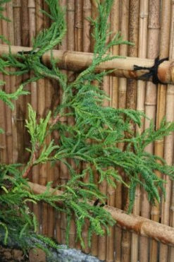Rasen Sugi Cryptomeria Japanese Cedar - 3 Gallon Pot 12 Rasen Sugi Cryptomeria Japanese Cedar - 3 Gallon Pot -Garden Plant Shop Cryptomeria Rasen Sugi 4