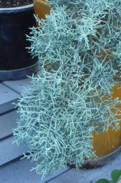 Blue Ice Arizona Cypress - 7 Gallon Pot (4-5') -Garden Plant Shop Cypress Blue Ice 10