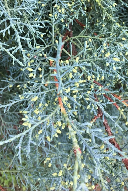 Carolina Sapphire Arizona Cypress - 7 Gallon Pot (5-6') 5 Carolina Sapphire Arizona Cypress - 7 Gallon Pot (5-6') - Image 5