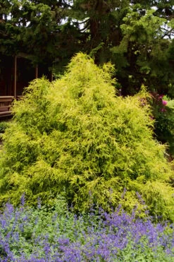 Gold Mop Threadleaf Cypress - 1 Gallon Pot -Garden Plant Shop Cypress Gold Mop 25 2
