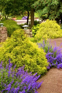 Gold Mop Threadleaf Cypress - 6 Pack Of 1 Gallon Pots 17 Gold Mop Threadleaf Cypress - 6 Pack Of 1 Gallon Pots -Garden Plant Shop Cypress Gold Mop 26