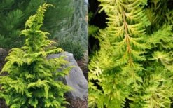 Gold Tip Fernspray Hinoki Cypress - 1 Gallon Pot 7 Gold Tip Fernspray Hinoki Cypress - 1 Gallon Pot -Garden Plant Shop Cypress Gold Tip Fernspray 1