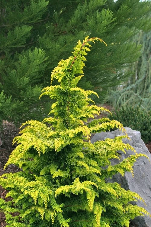 Gold Tip Fernspray Hinoki Cypress - 1 Gallon Pot 1 Gold Tip Fernspray Hinoki Cypress - 1 Gallon Pot