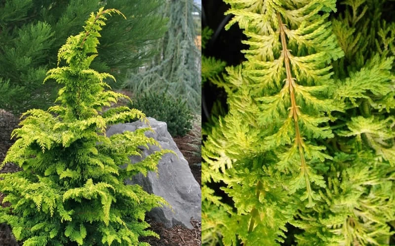 Gold Tip Fernspray Hinoki Cypress - 5 Gallon Pot 4 Gold Tip Fernspray Hinoki Cypress - 5 Gallon Pot - Image 4