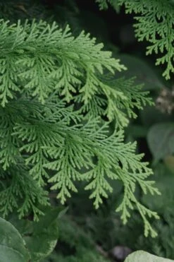 Southern Lace Hinoki Cypress - 7 Gallon Pot (4-5') -Garden Plant Shop Cypress Hinoki Southern Lace 13