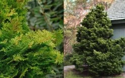 Tempelhof Hinoki Cypress - 1 Gallon Pot -Garden Plant Shop Cypress Hinoki Tempelhof