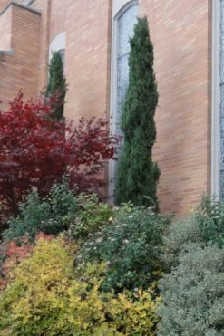 Italian Cypress - 1 Gallon Pot -Garden Plant Shop Cypress Italian 10 3