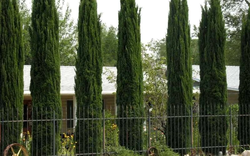 Italian Cypress - 6 Pack Of 1 Gallon Pots 5 Italian Cypress - 6 Pack Of 1 Gallon Pots - Image 5
