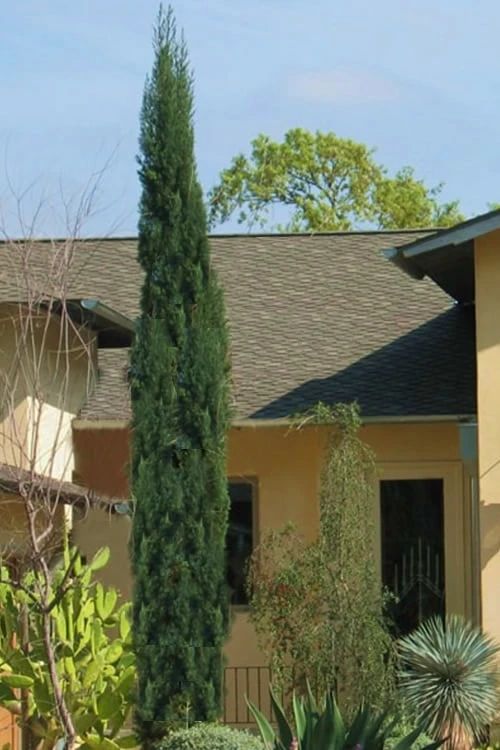 Italian Cypress - 3 Gallon Pot 1 Italian Cypress - 3 Gallon Pot