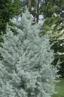 Silver Smoke Arizona Cypress - 6 Pack Of 1 Gallon Pots -Garden Plant Shop Cypress Silver Smoke 20