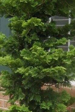 Slender Hinoki Cypress - 3 Gallon Pot (3-4') -Garden Plant Shop Cypress Slender Hinoki 19 1