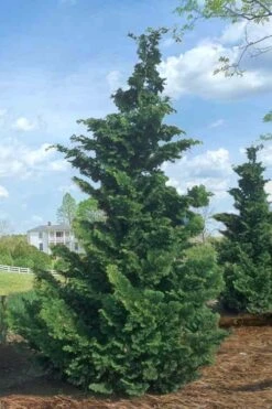 Slender Hinoki Cypress - 3 Gallon Pot (1.5-2') -Garden Plant Shop Cypress Slender Hinoki Rev 500x750 1