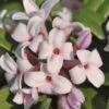 Eternal Fragrance Pink Summer Daphne - Daphne X Transatlantica 'BLAFRA' - 3 Gallon Pot