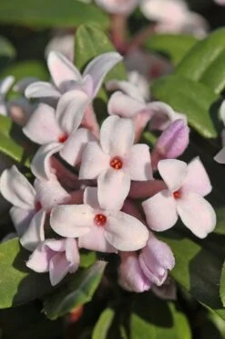 Eternal Fragrance Pink Summer Daphne - Daphne X Transatlantica 'BLAFRA' - 3 Gallon Pot