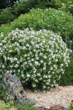 Eternal Fragrance Pink Summer Daphne - Daphne X Transatlantica 'BLAFRA' - 3 Gallon Pot 9 Eternal Fragrance Pink Summer Daphne - Daphne X Transatlantica 'BLAFRA' - 3 Gallon Pot -Garden Plant Shop Daphne Eternal Fragrance 5 2